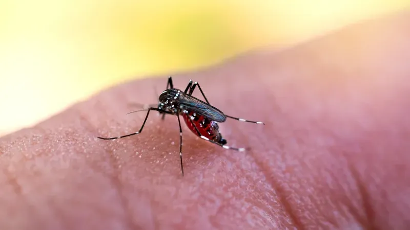 Dengue: dicas essenciais para prevenção eficaz