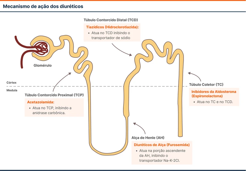 Mecanismo de ação dos diuréticos