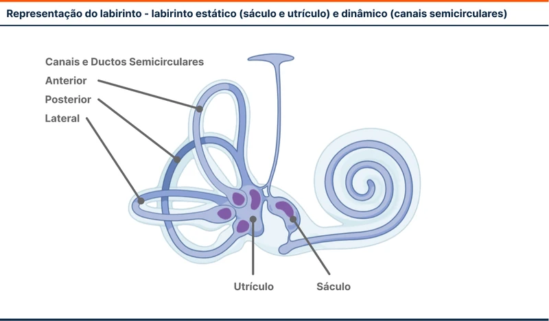 Representação do labirinto - labirinto estático (sáculo e utrículo) e dinâmico (canais semicirculares)