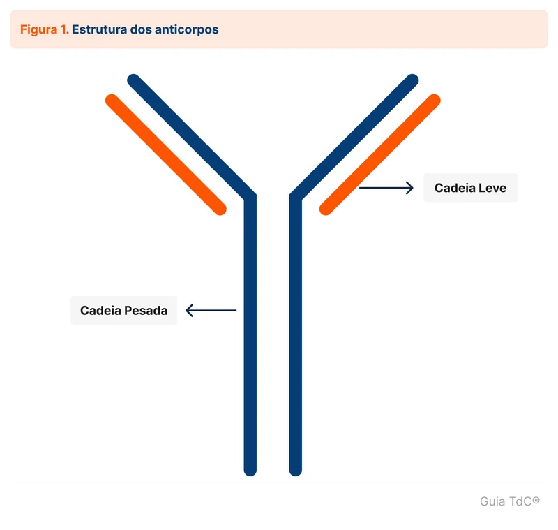 Estrutura dos anticorpos