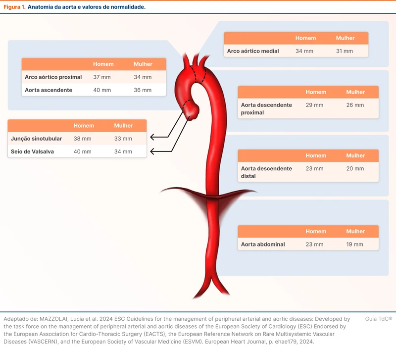 Anatomia da aorta e valores de normalidade