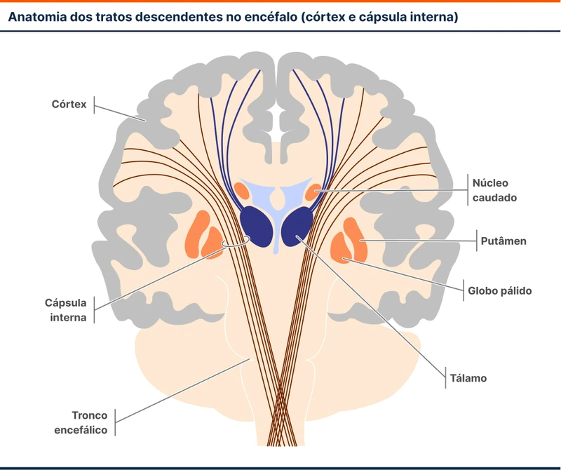 Anatomia dos tratos descendentes no encéfalo (córtex e cápsula interna)