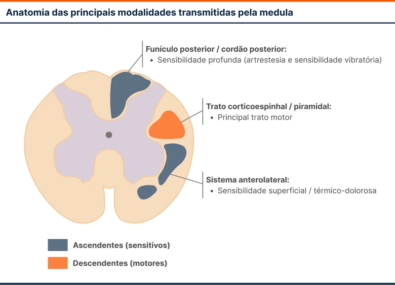 Anatomia das principais modalidades transmitidas pela medula