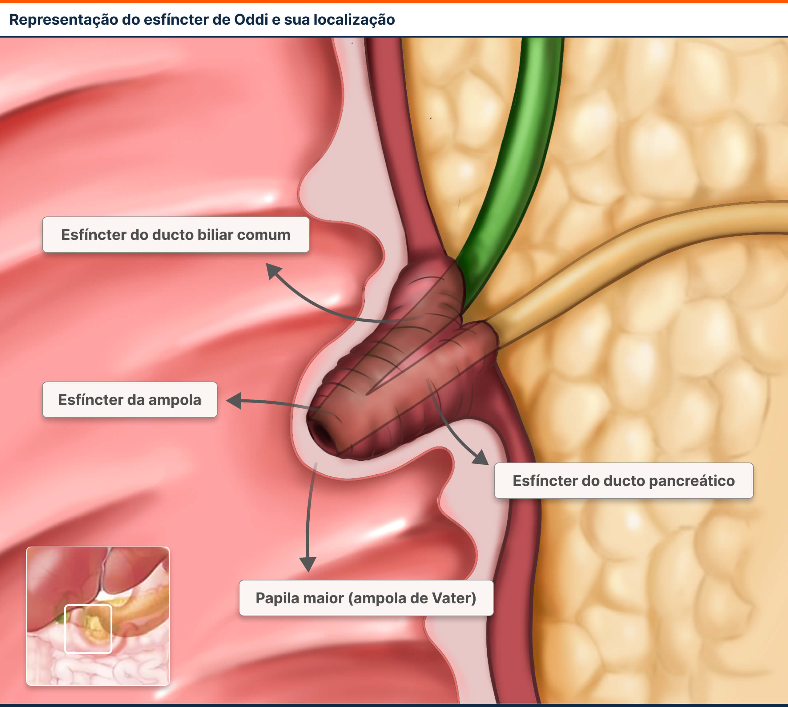 Imagem Glossário - Esfíncter de Oddi