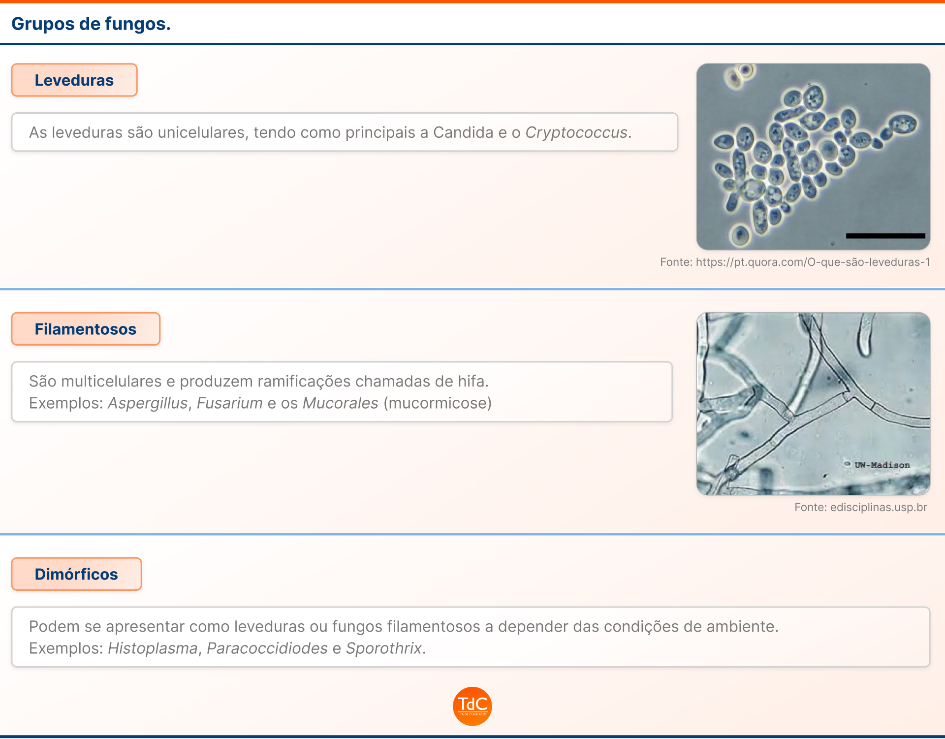 Imagem Glossário - Grupos de Fungos